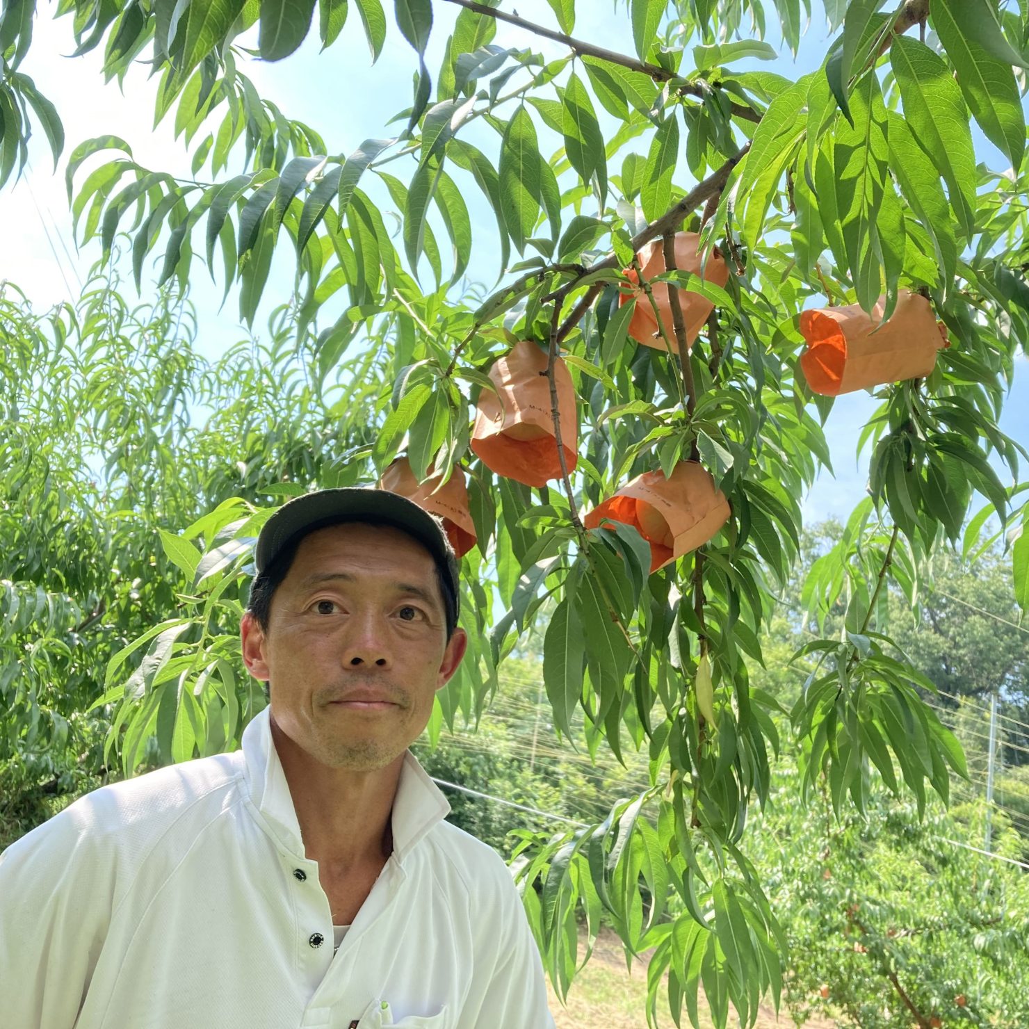 オルガミンで桃の生理落果が20％改善!?サイズも１ランクアップ!｜雅桃園