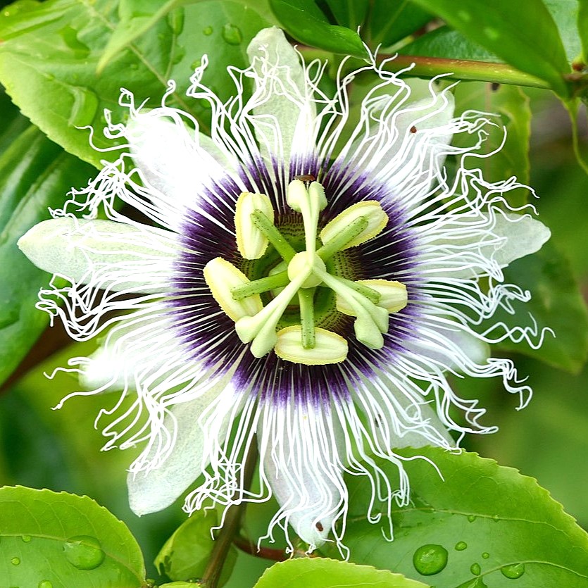 パッションフルーツの花芽分化と光の関係について解説