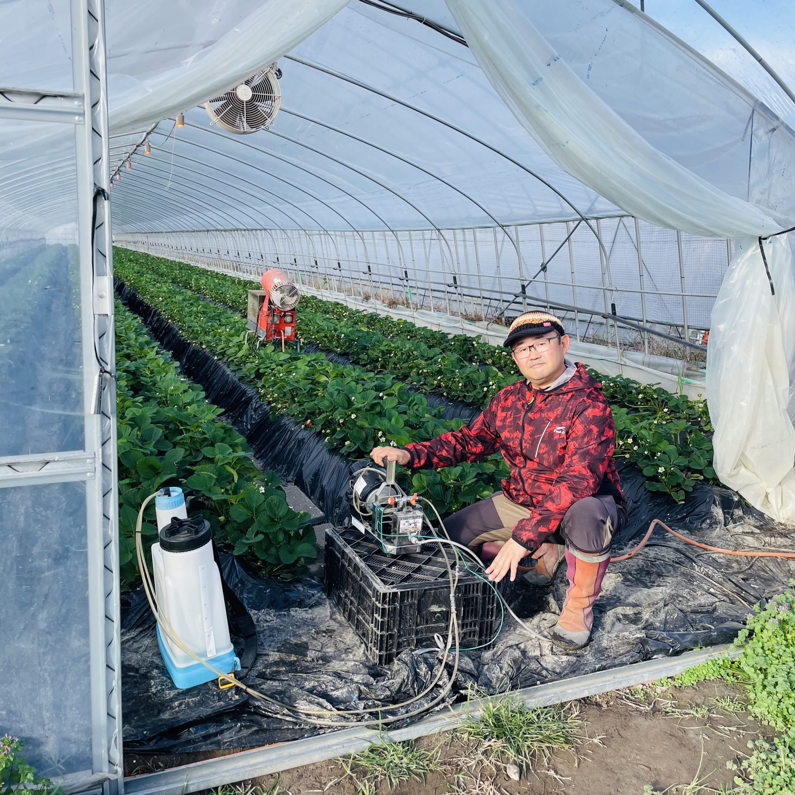 モーターフォグの効果でいちごの反収が9tに！うどんこ病も出なくなりました｜小山農園 ｜ 導入事例 ｜ セイコーエコロジア