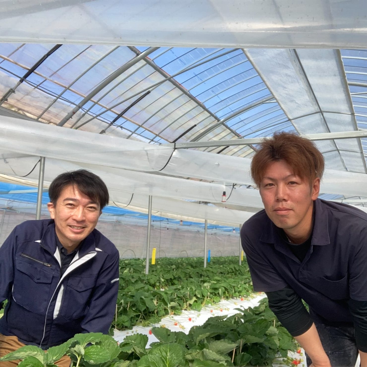 夏の菌根菌対策で目指せ収量10％アップ!!イチゴ初期生育に対するキンコンバッキーの効果｜坂之下農園