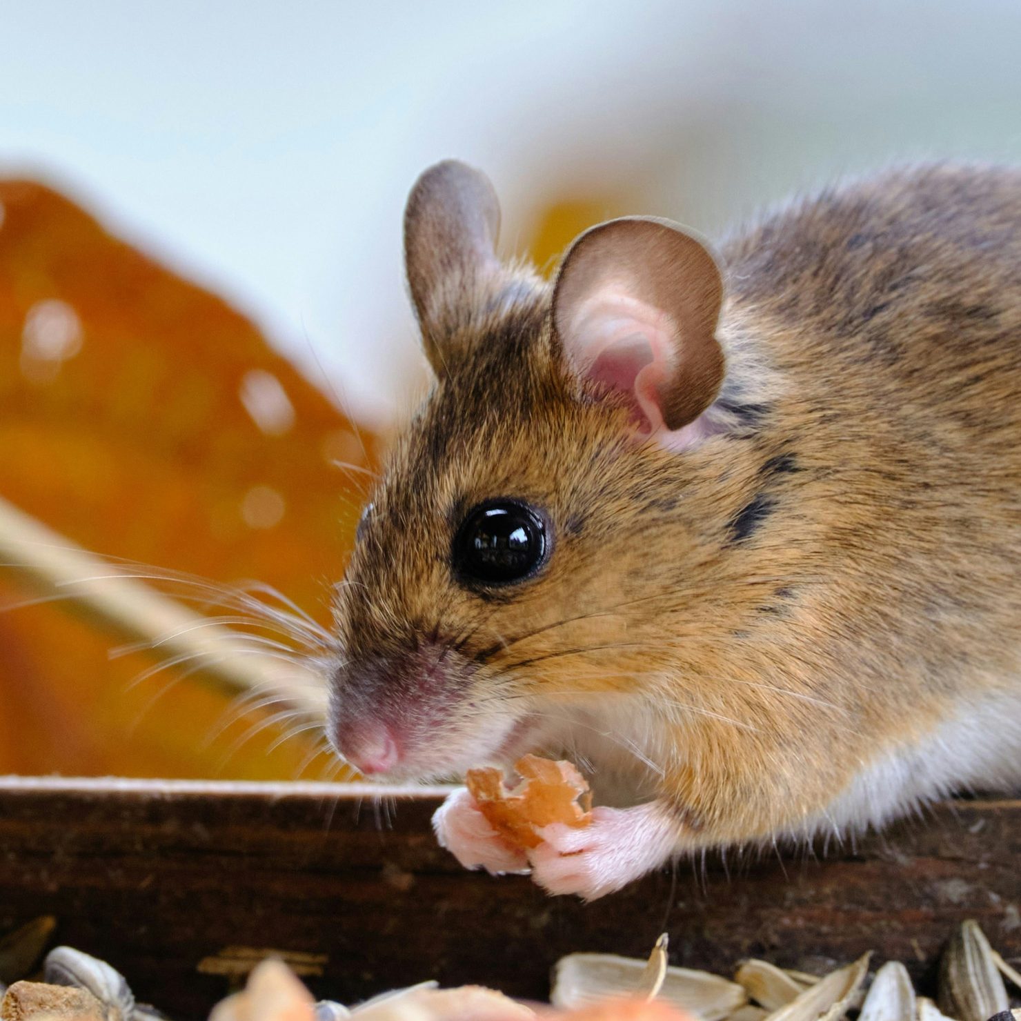 ネズミこないで！畑の被害と対策について解説