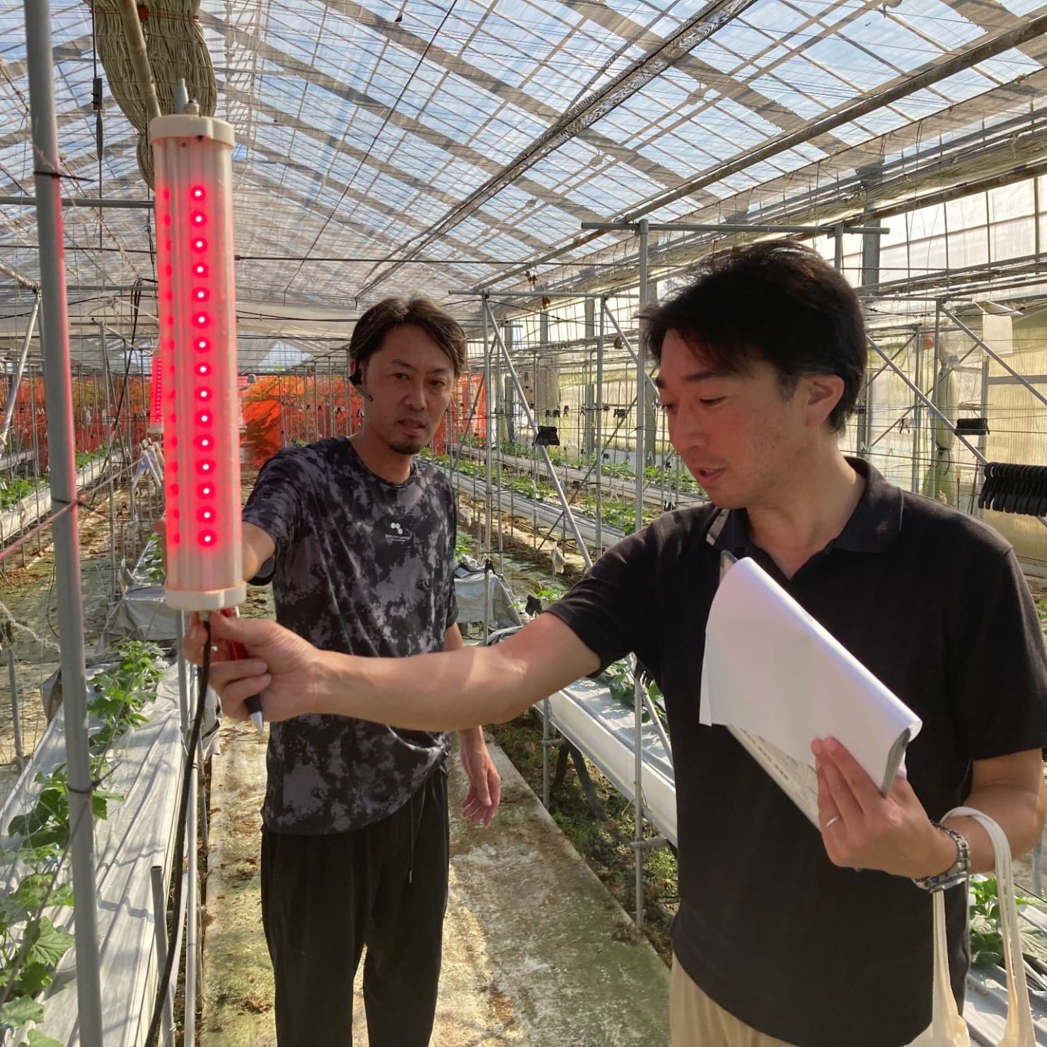 農薬散布より手間いらず!!キュウリの水耕栽培で赤色LED防虫灯「虫ブロッカー赤」がスリップス抑制に活躍中｜御殿谷農園