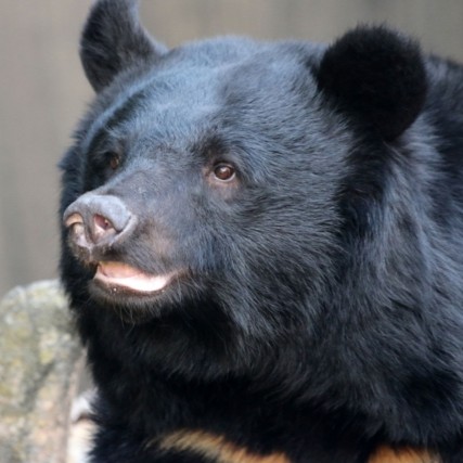 音で熊を寄せ付けない!最新の熊対策と基礎知識