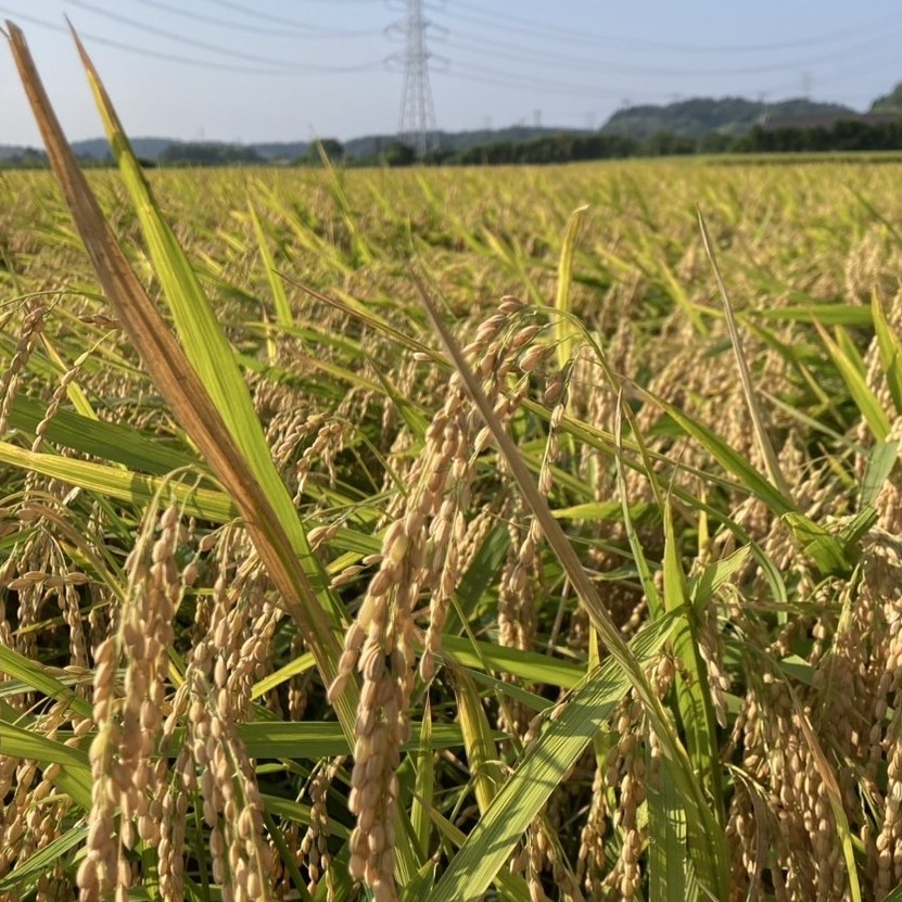 猛暑渇水状況で水稲“ふさこがね”“にじのきらめき”の収量が例年以上に!!AM菌資材キンコンバッキーが耐乾燥性能を発揮｜平安山農園