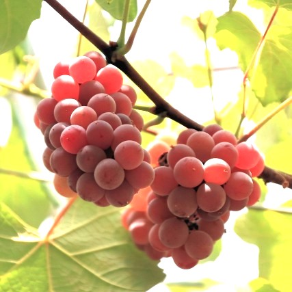 ビニールハウスでぶどう栽培！メリット・始め方・ポイントを徹底解説