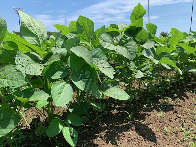 腐植マスターイメージ