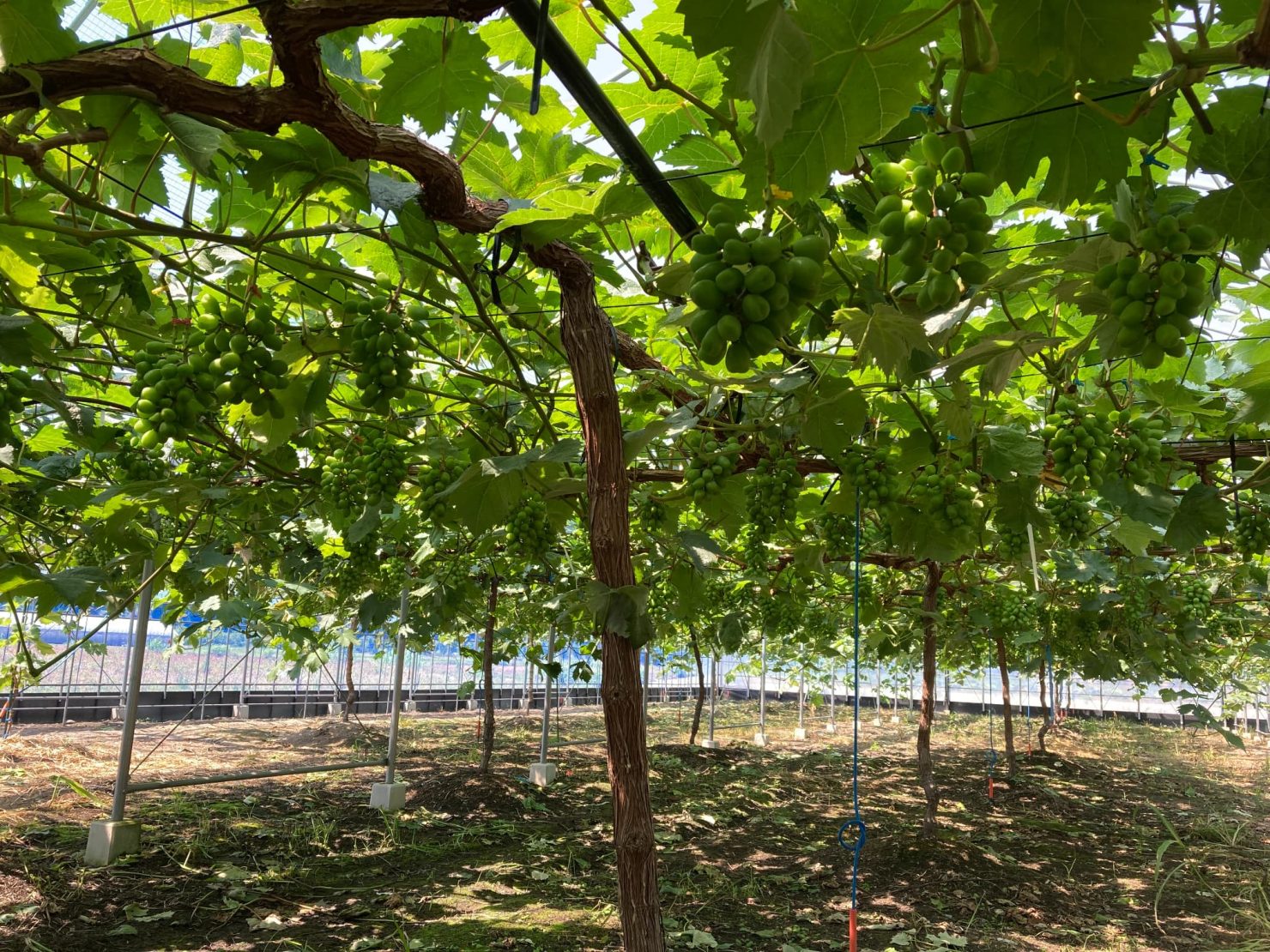 腐植マスターイメージ