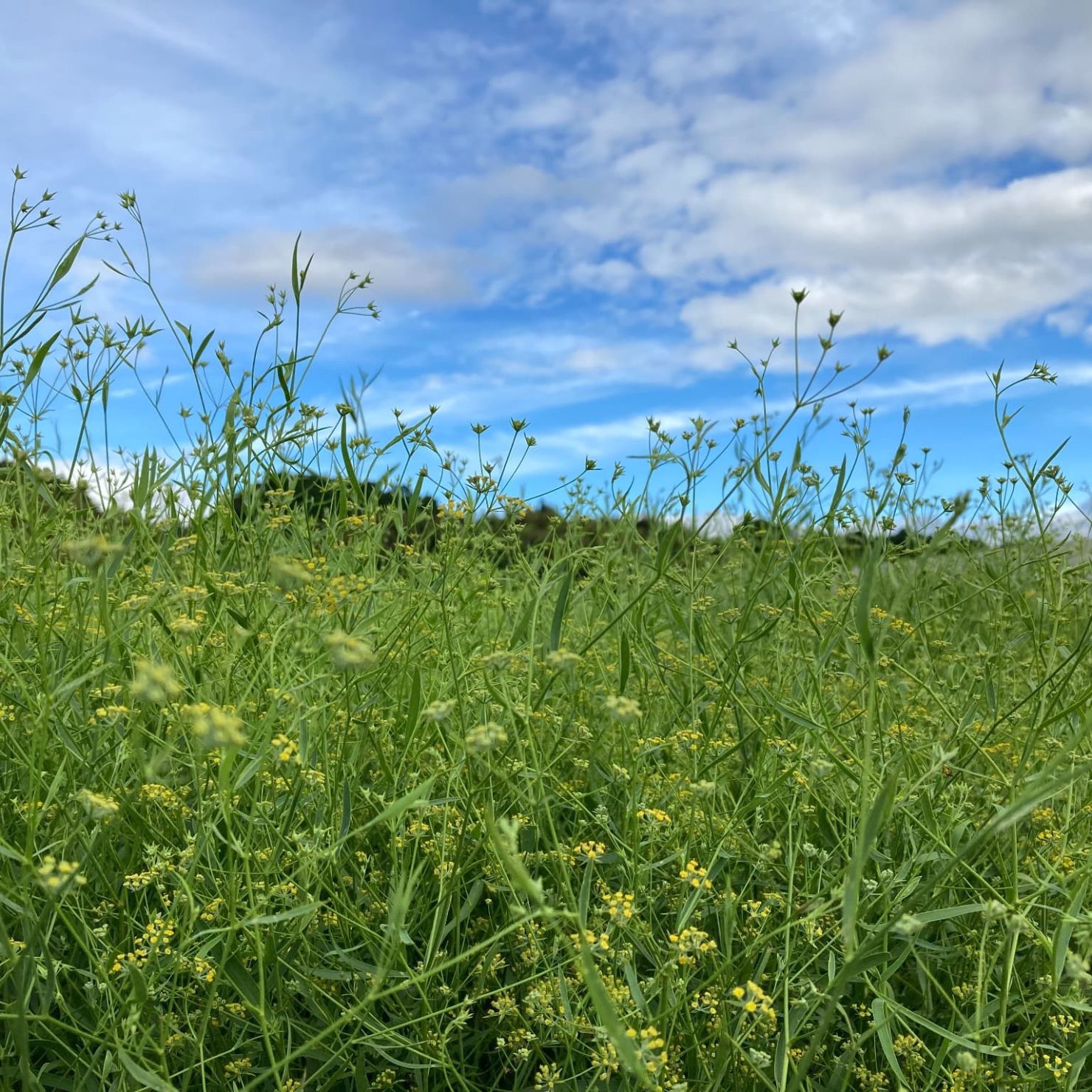ミシマサイコ栽培に対するアーバスキュラー菌根菌資材の使い方の検討｜まつよし農園