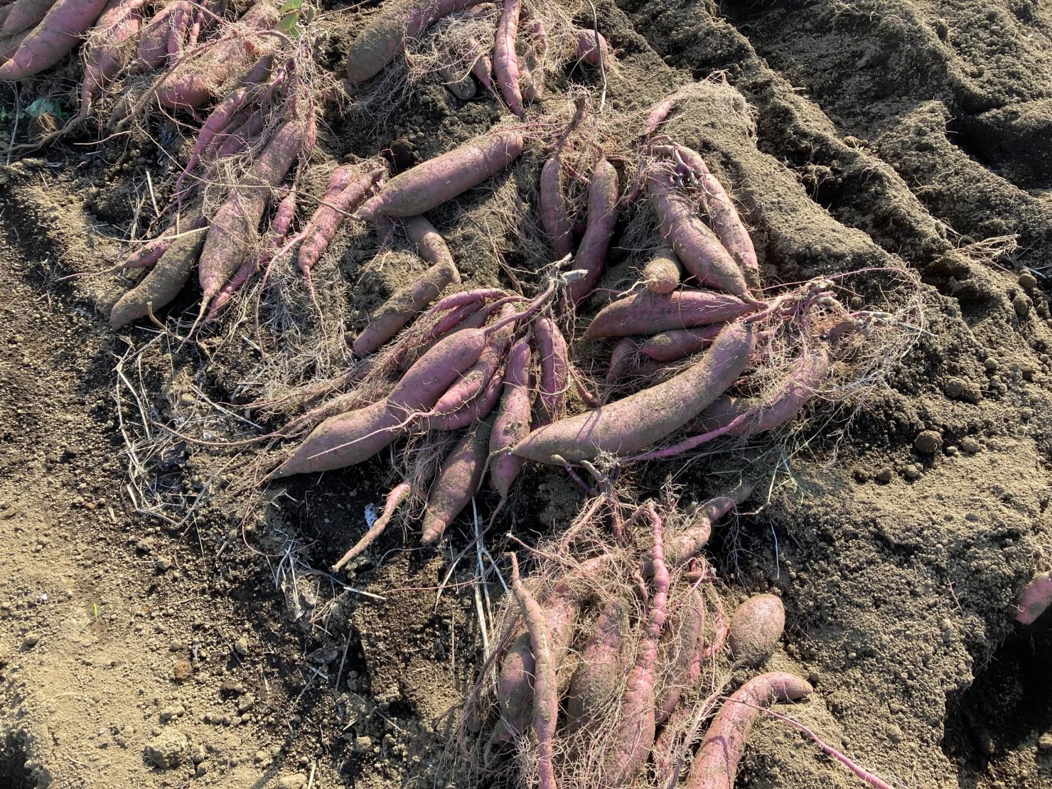 腐植マスターイメージ