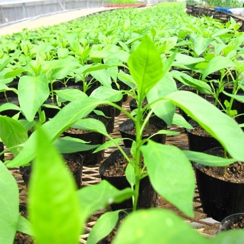 ピーマン育苗のコツをステップで解説！根張りの良い株を育てる方法とは？